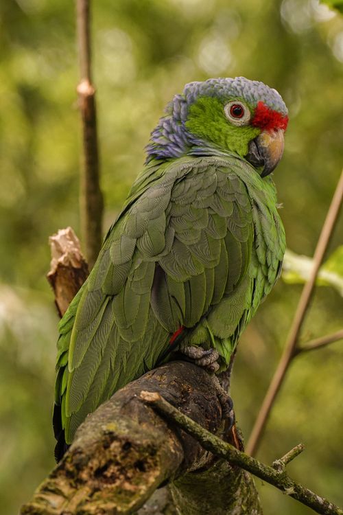 Free Close-up of a colorful Mealy Amazon parrot perched on a branch in the lush forests of Colombia. Stock Photo