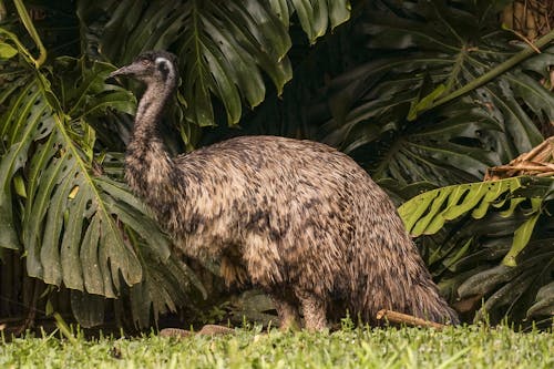 Emu Bird in a Jungle 