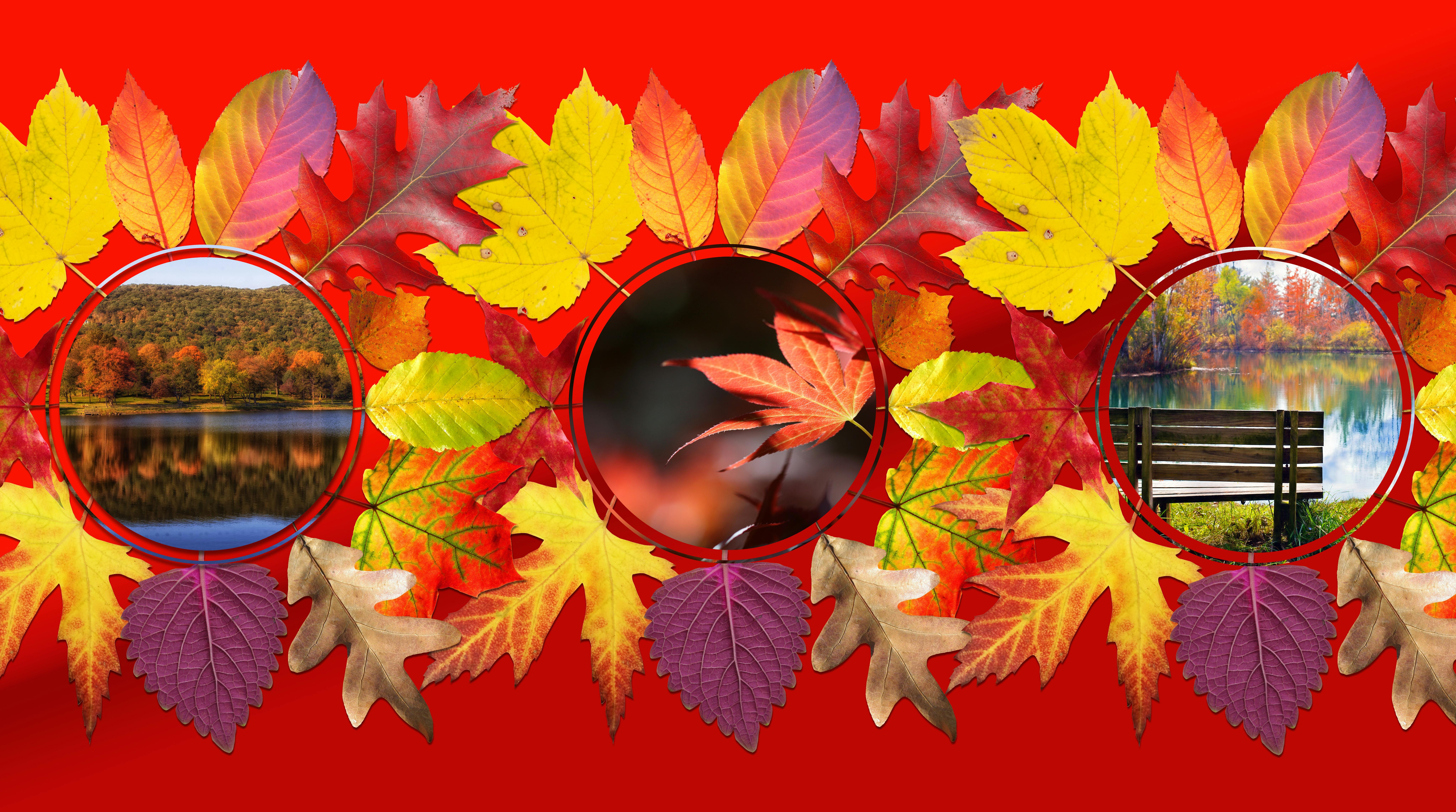 Ingyenes stockfotó ebben a témában: arany ősz, asztali háttérkép