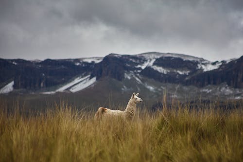 Llama in Grassfield 