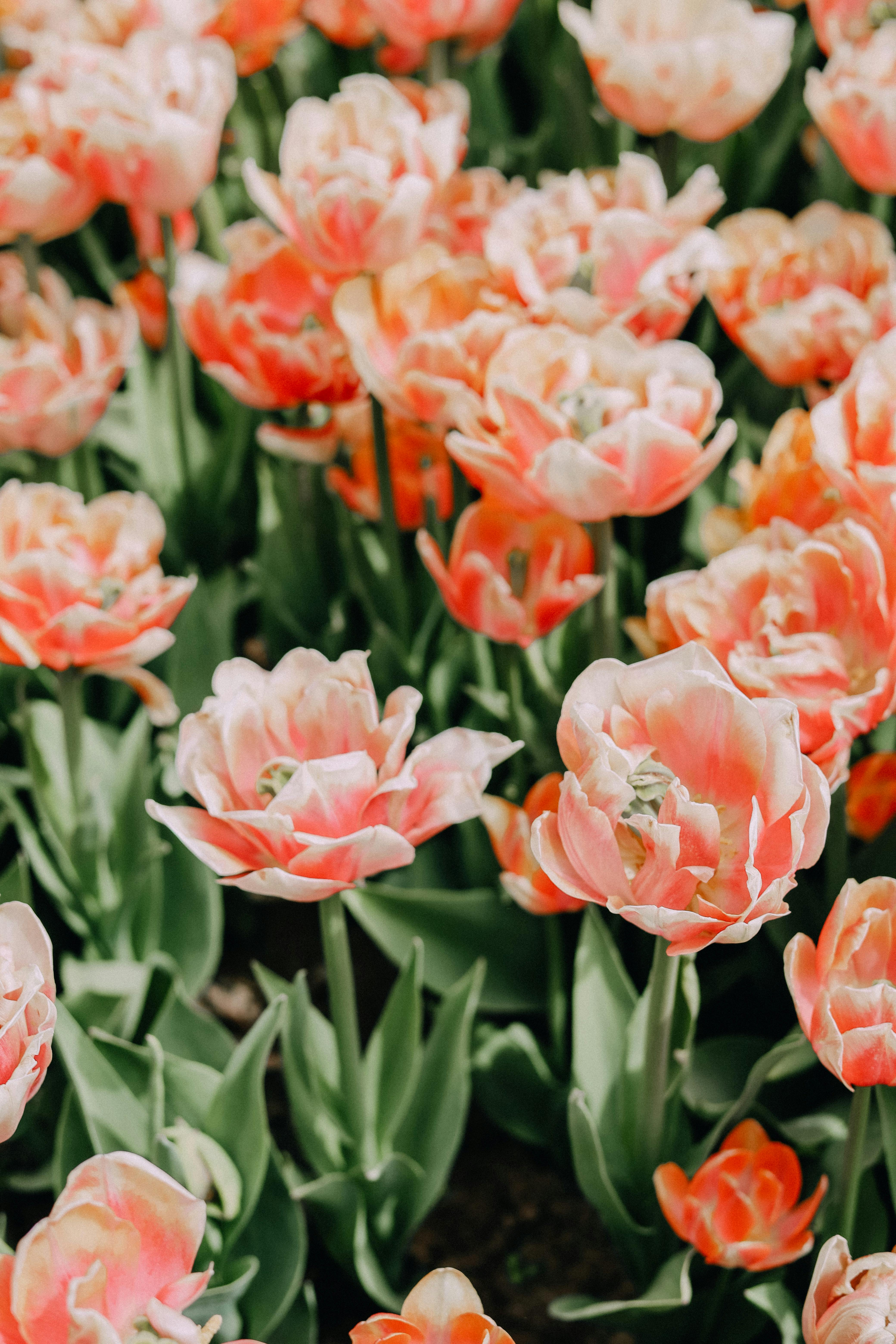 Beautiful pink and orange tulips creating a vibrant floral display outdoors in spring.