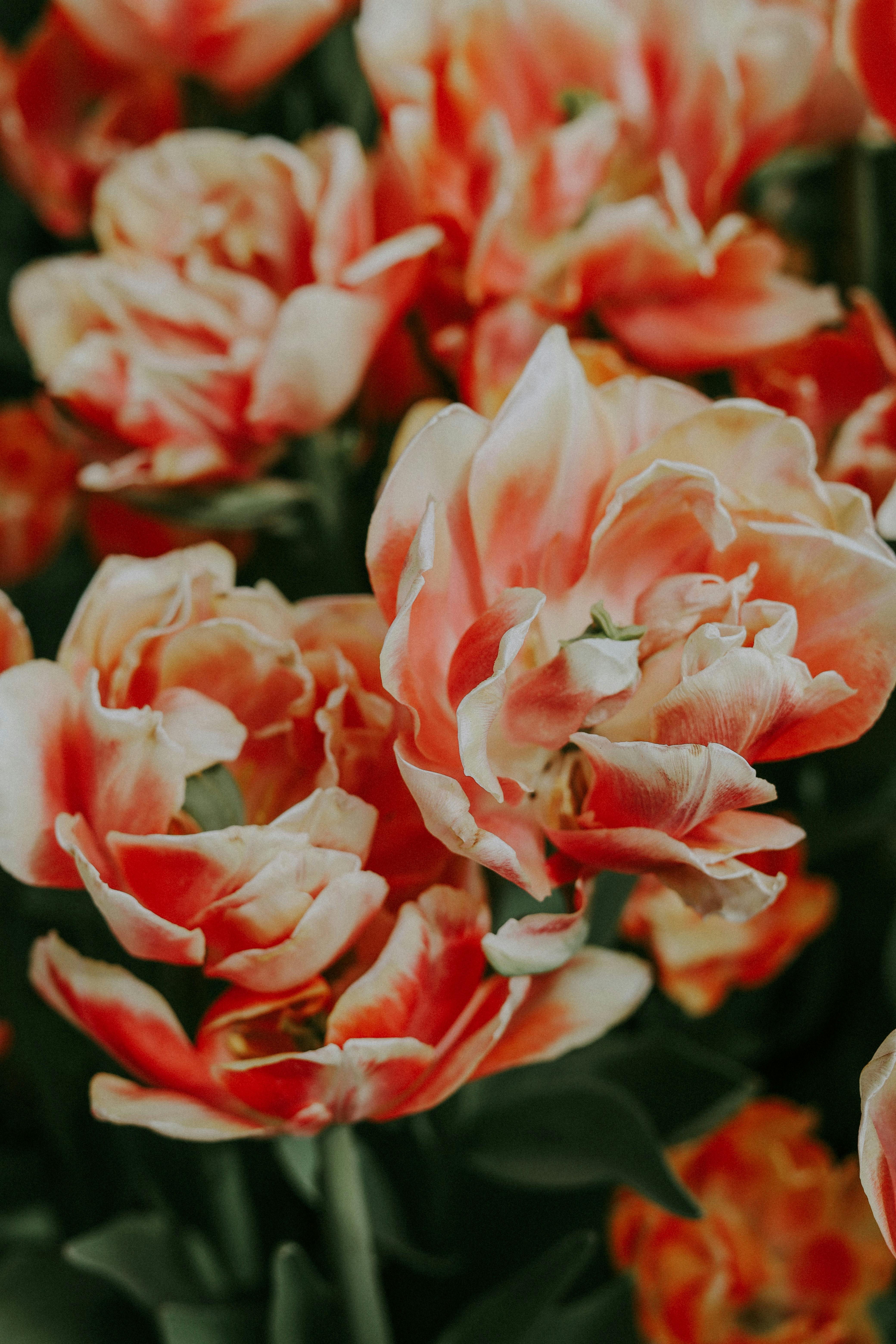 Close-up of vibrant orange and pink tulips blooming in a garden, showcasing their delicate petals.