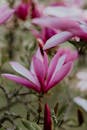 A close up of pink flowers on a tree