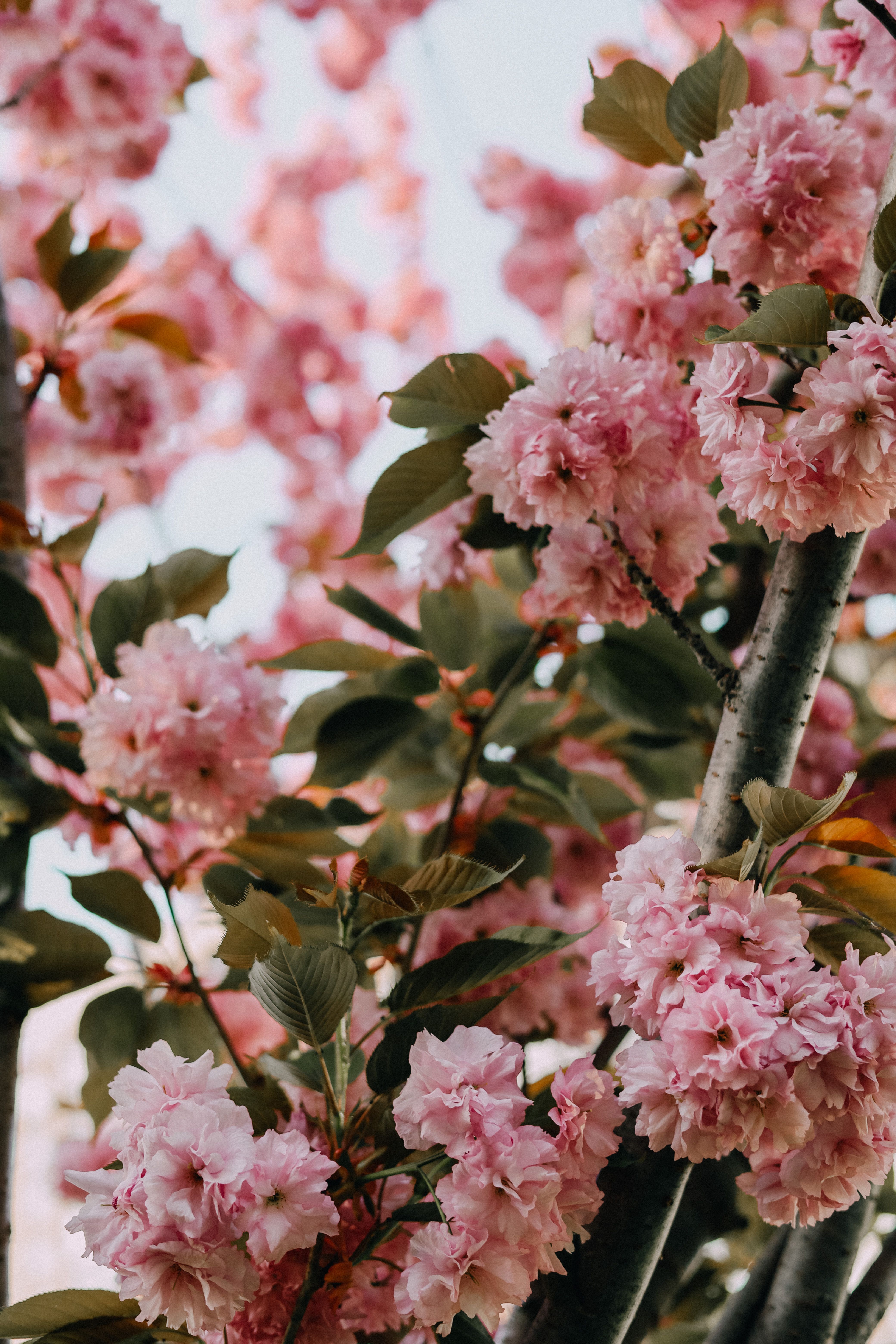 A pink cherry blossom tree with green leaves · Free Stock Photo