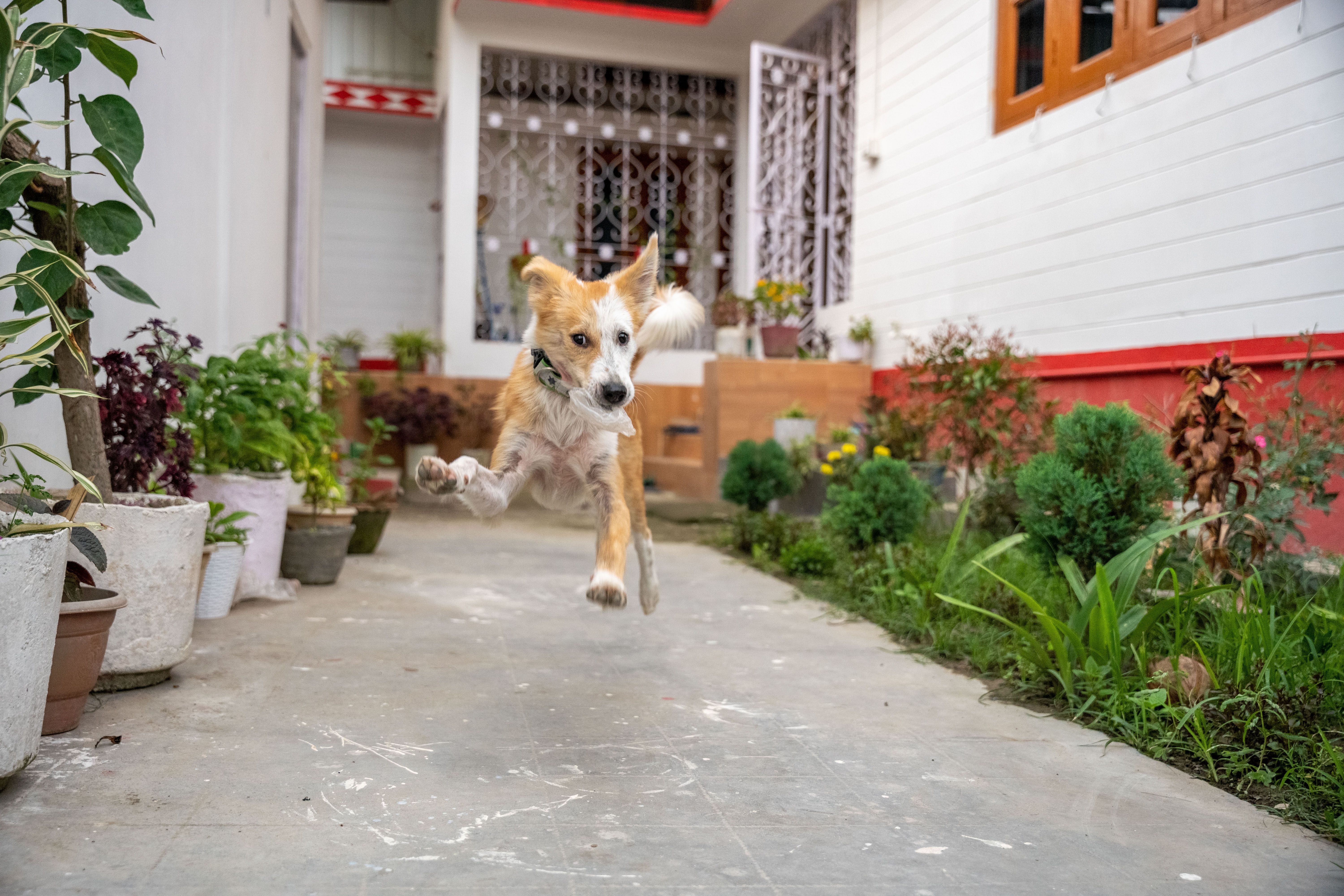 pet care, pet health, pet safety, pet grooming — Photo by Pragyan Bezbaruah on Pexels