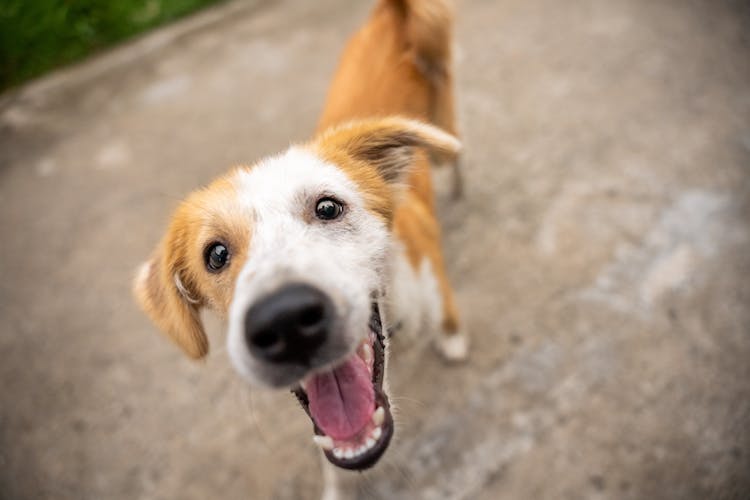 Close Up Of Dog Head