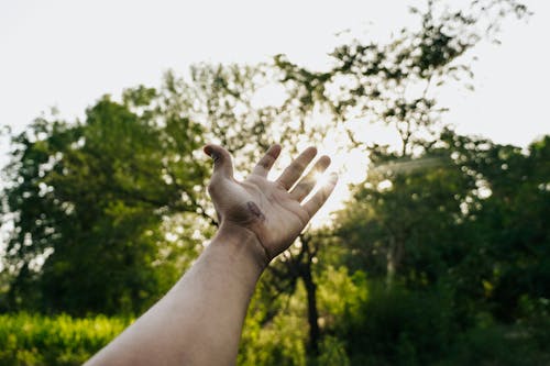 나무, 로우앵글 샷, 손 인간의 손의 무료 스톡 사진