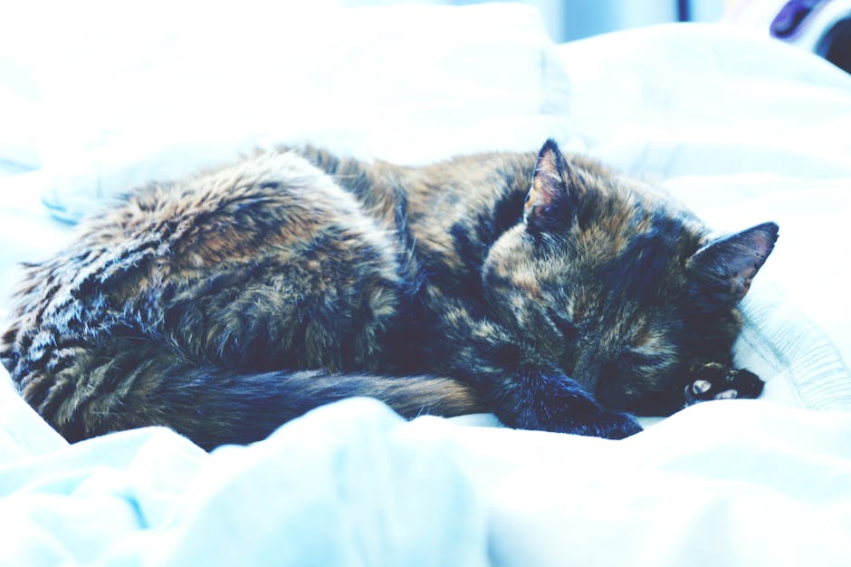 CBD and Cats: A Safe Combination - cbd for cats