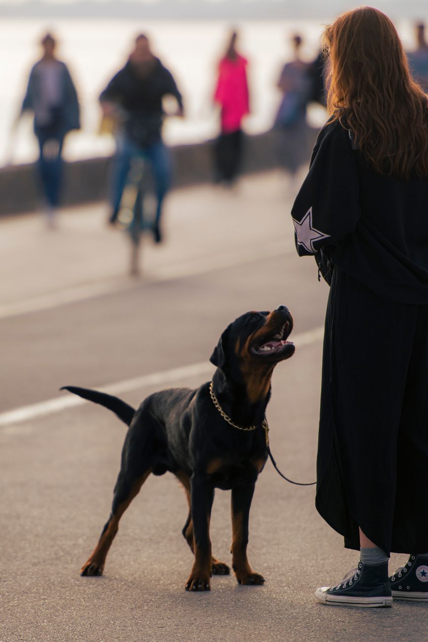 Dog parent watching a dog move carefully after a limp