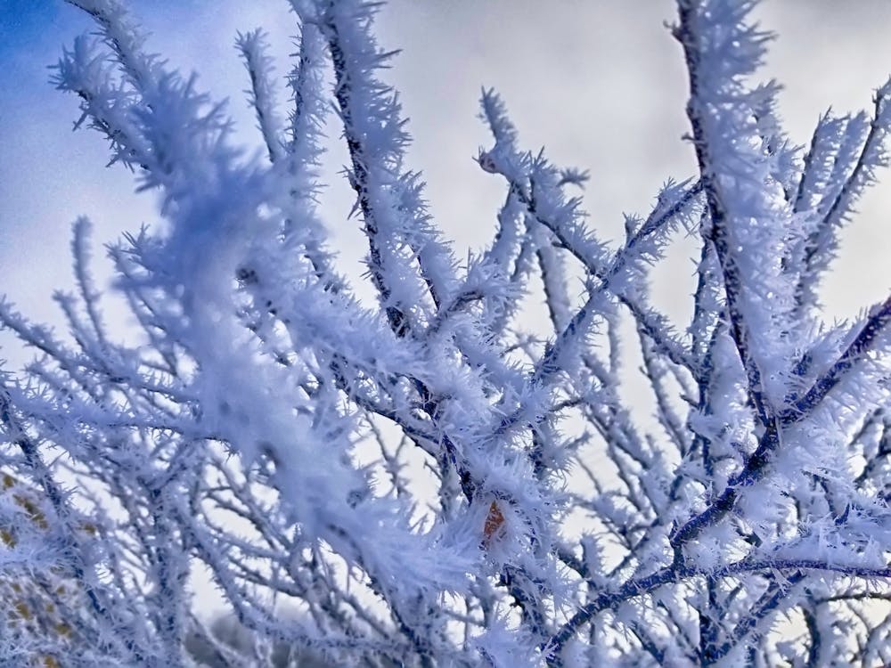 树木覆盖着雪