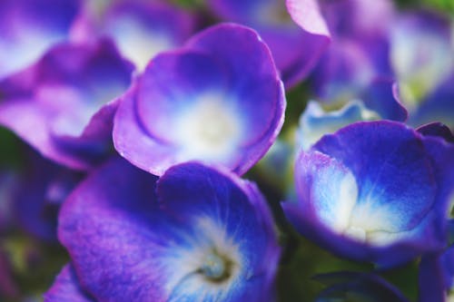 Selective Focus Photography of Blue Petaled Flowers