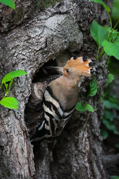 Eurasian Hoopoe Bird