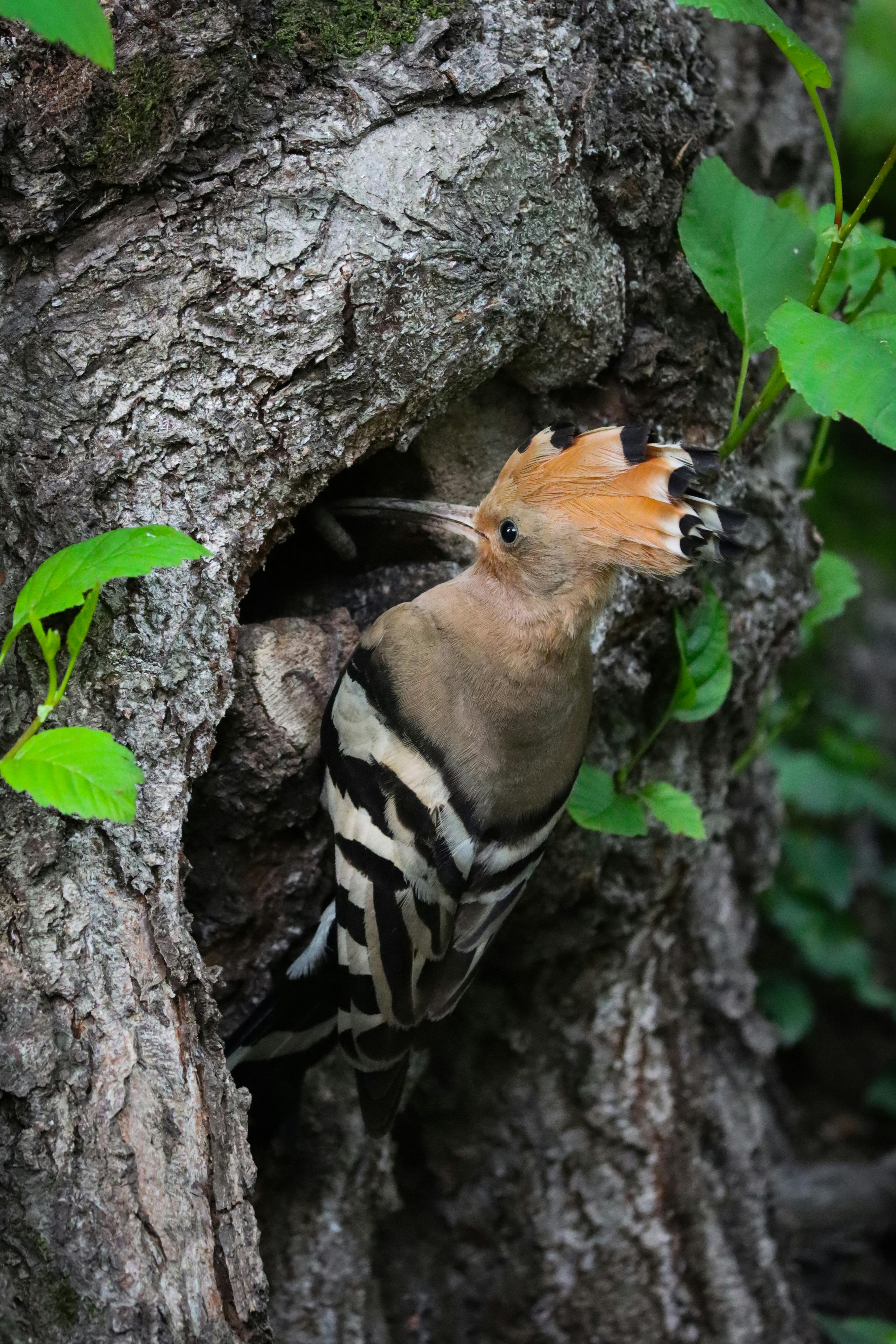 Hoopoe Images - Free Download on Freepik