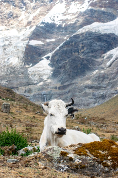 White Cow Lying Down in Mountains