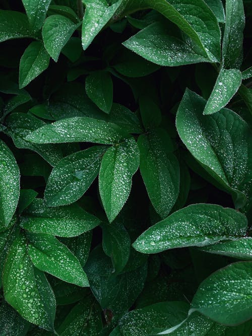 Бесплатное стоковое фото с ботаника, завод, зеленые листья