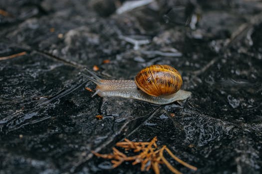 Detailed view of a snail on a rain-soaked stone, highlighting its shell texture.