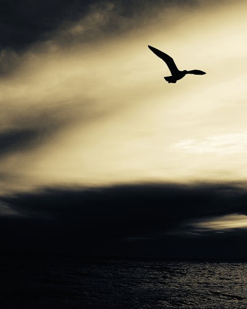 Silhouette of Bird Flying over Sea at Sunset