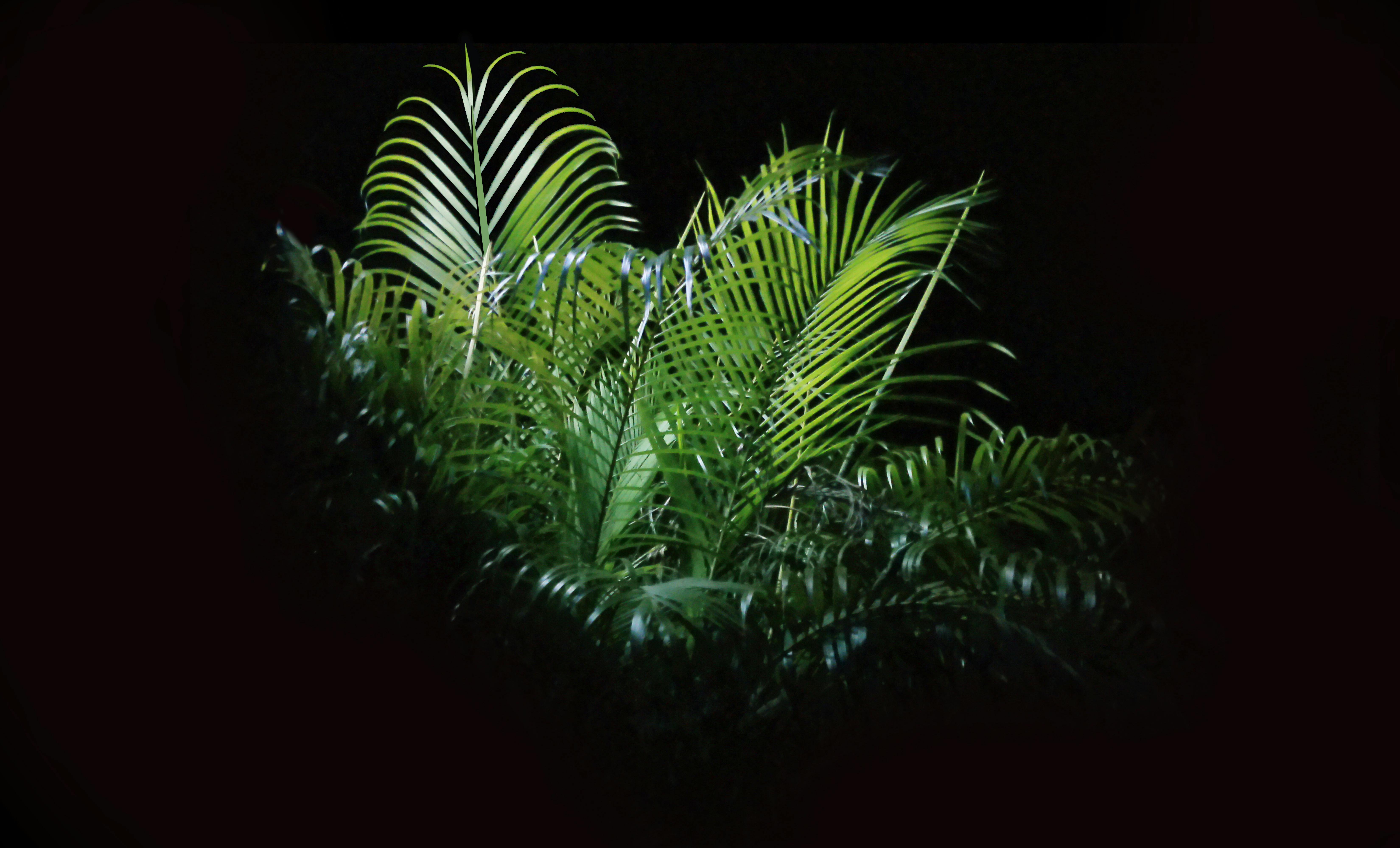 Free stock photo of darkness, lipstick palm tree, night lights
