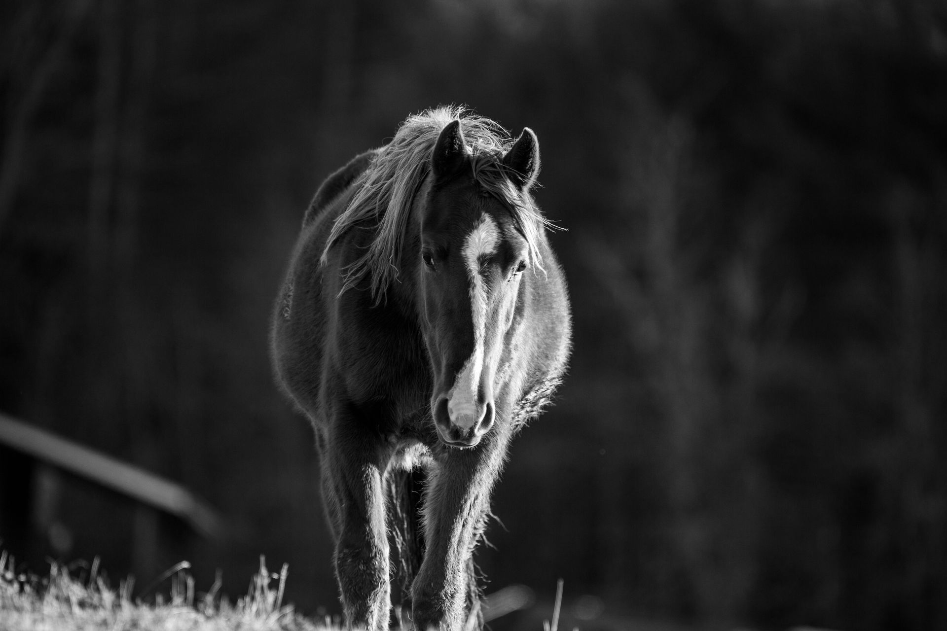 Walking Horse in Black and White