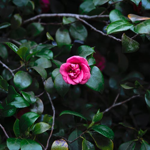 Free stock photo of beautiful flower, blooming flower, gardenia
