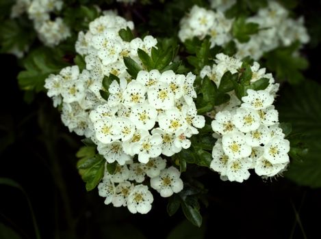 Capture of vibrant white hawthorn blossoms in full bloom. Ideal for spring themes.