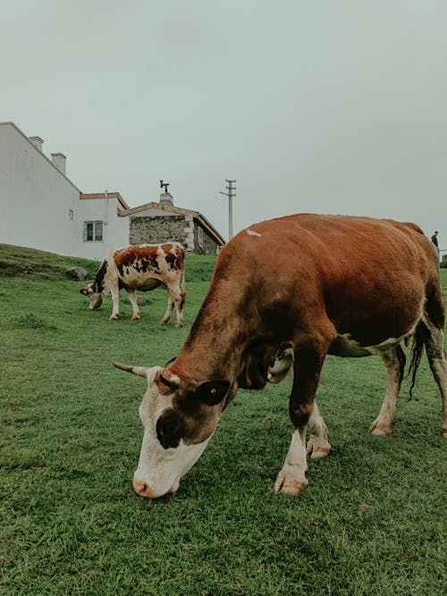 Gratis stockfoto met beesten, boerderij, dorp