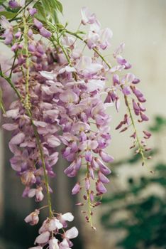 wisteria flowers hanging