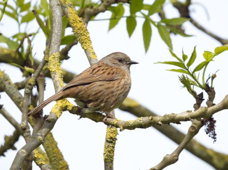 Close-up of a Dunnock Sitting on a Branch 
