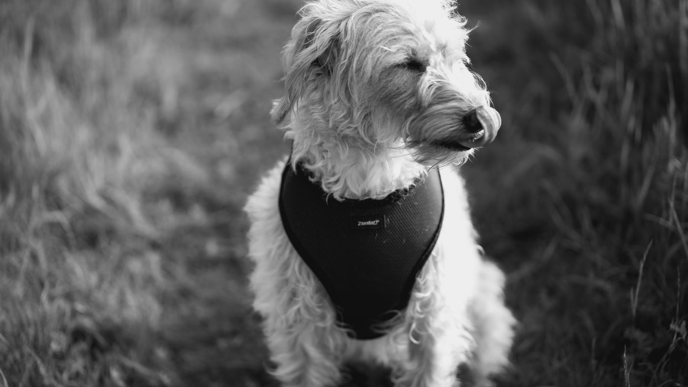 The Giant Schoodle: What This Schnauzer-Poodle Cross Is Actually Like