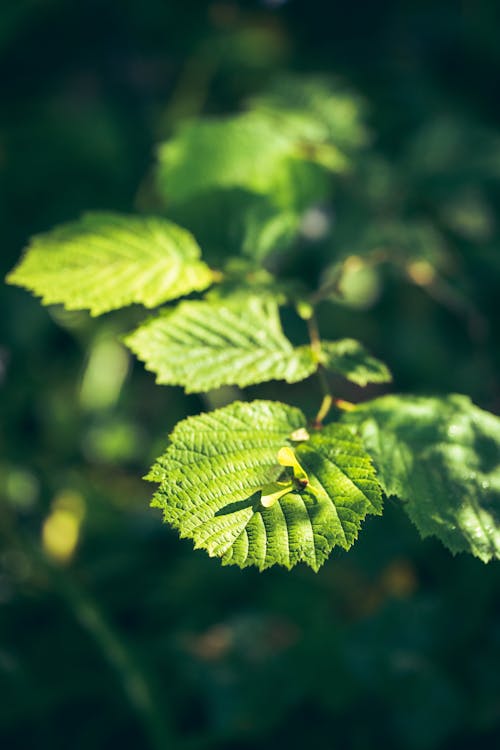 Close up of Green Leaves