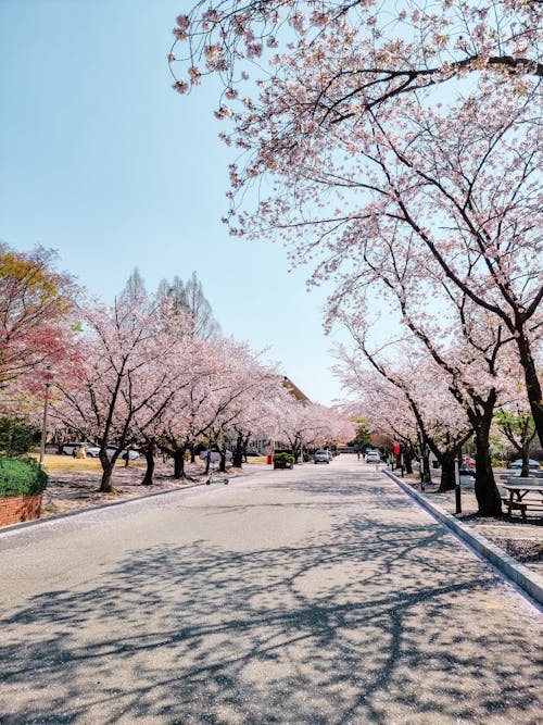 Ingyenes stockfotó cseresznyevirág, Dél-Korea, főiskola témában