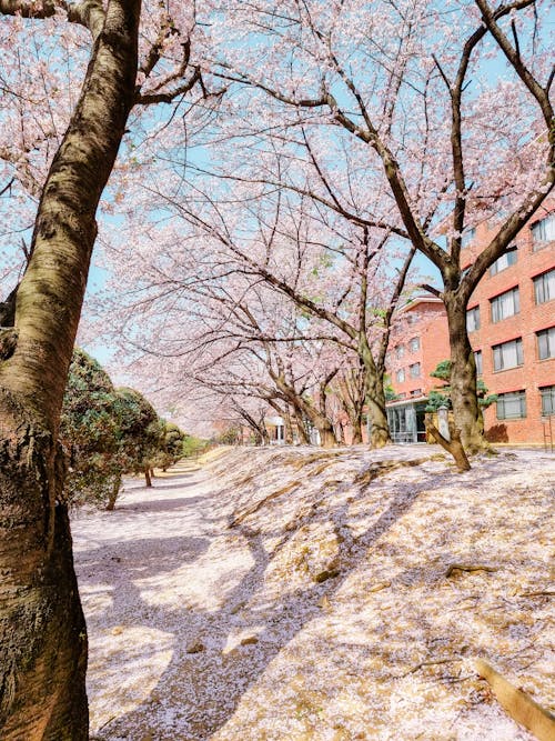 Free stock photo of cherry blossom, college, kaist