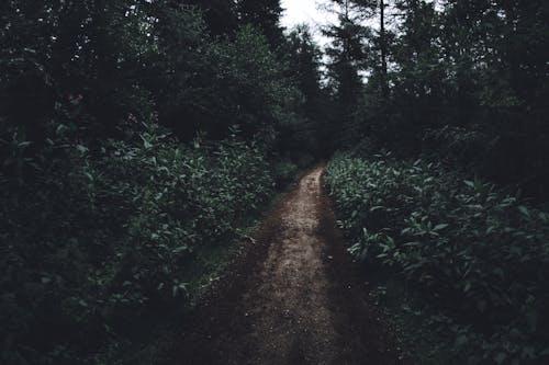 Free Pathway Surrounded by Trees Stock Photo