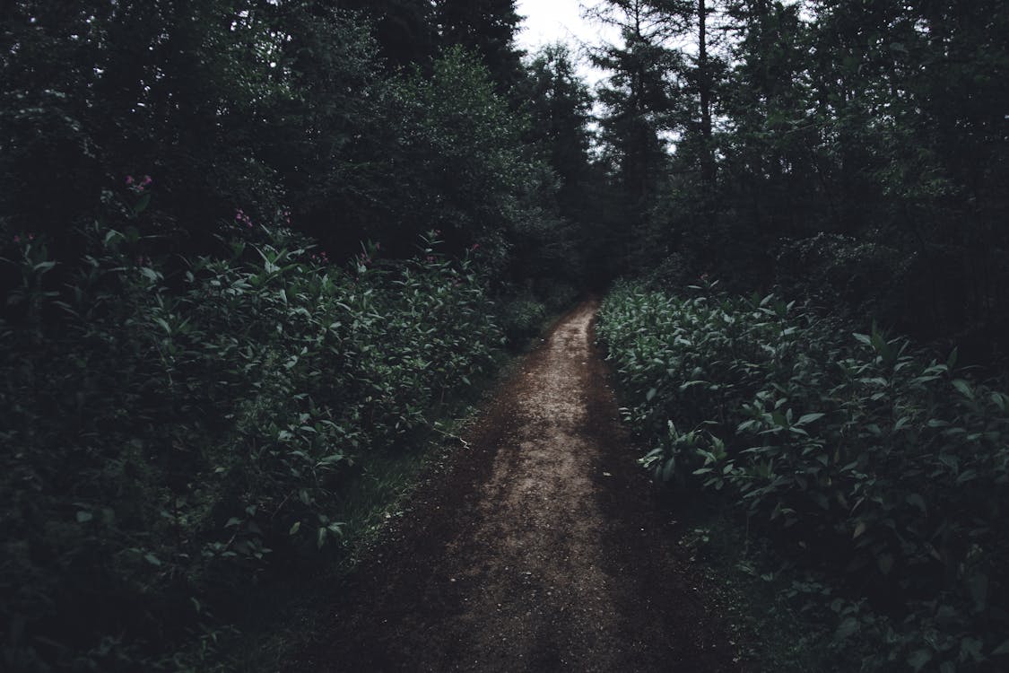 Pathway Surrounded by Trees