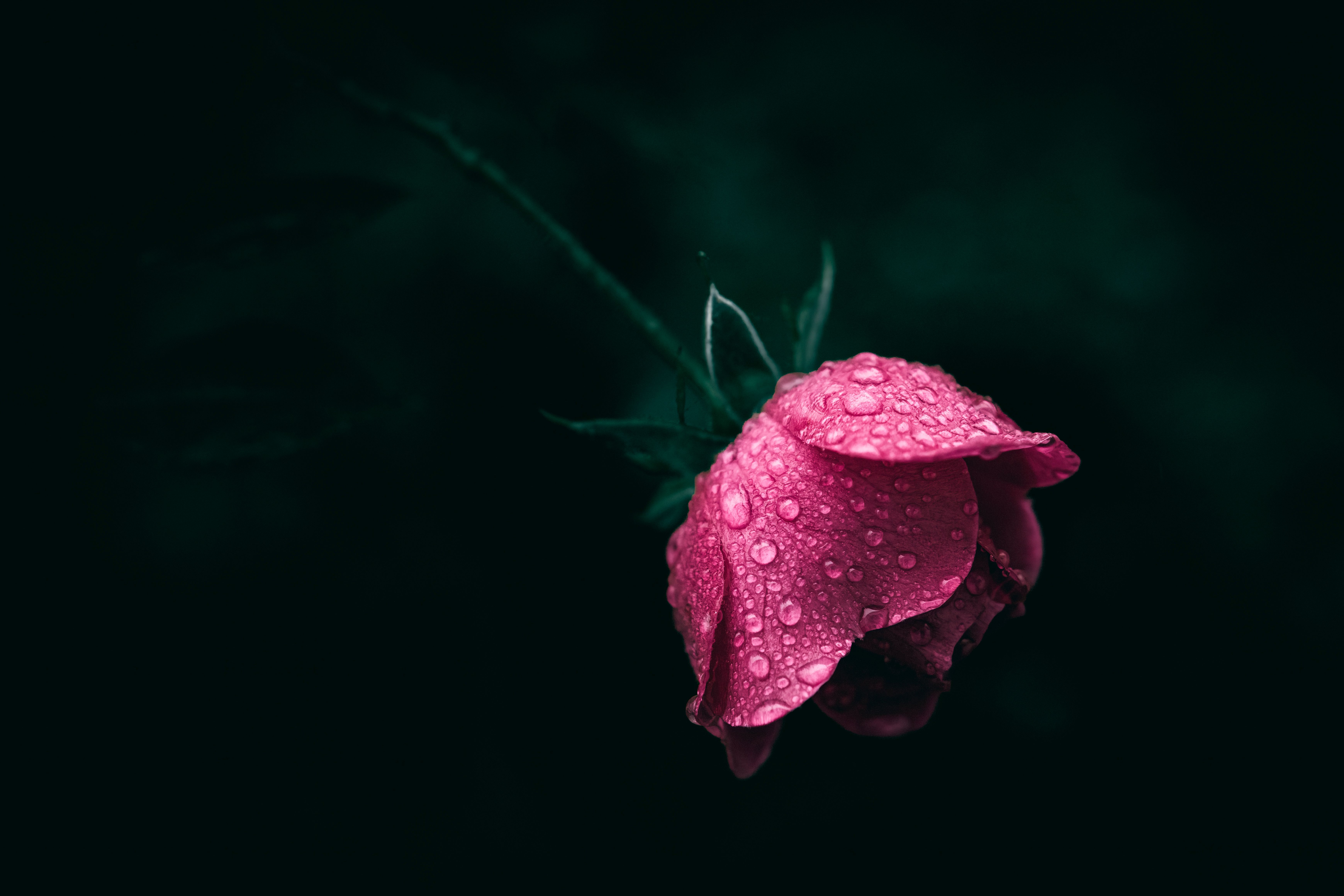 Single Rose in Dew · Free Stock Photo