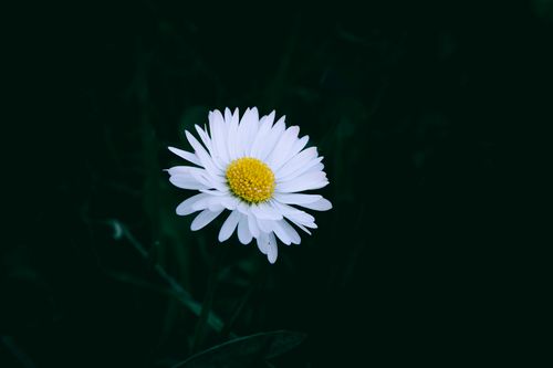 Free A close-up shot of a single chamomile flower with white petals and a yellow center against a dark background. Stock Photo
