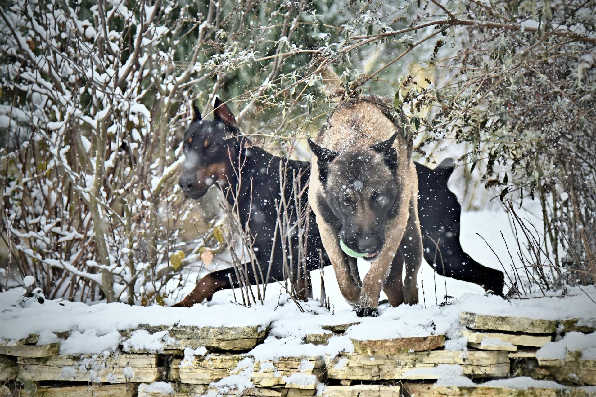 Close-up of Dogs on a Winter Day