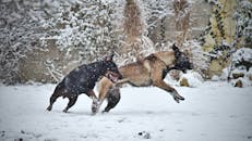 Brown and Black German Shepherd Running on Snow Covered Ground