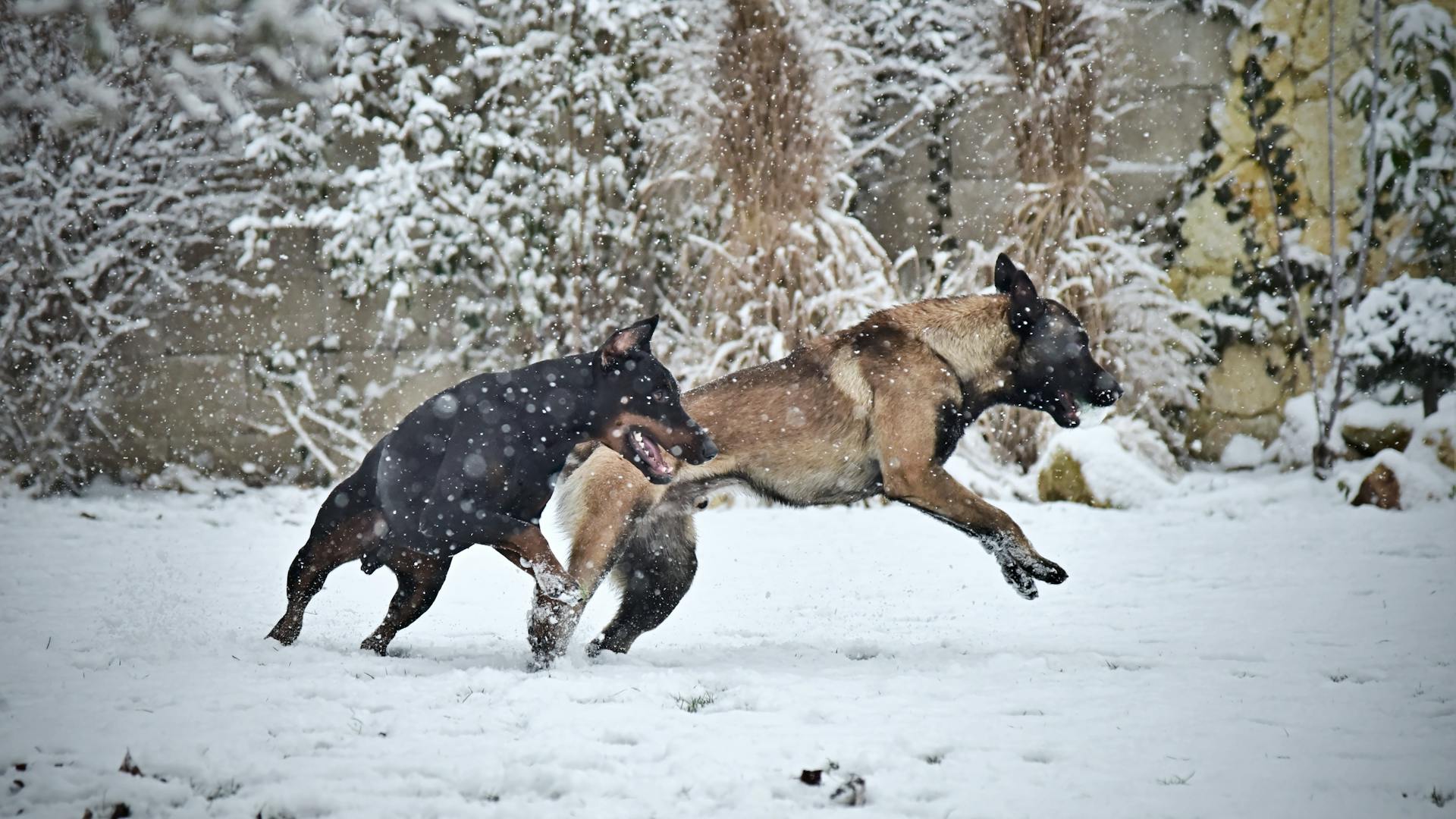 En belgisk herdehund och en dobermann som springer i snön