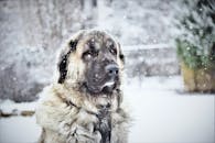 一只袋鼠牧羊犬在宁静、霜冻的雪景中，享受着白雪皑皑的冬日