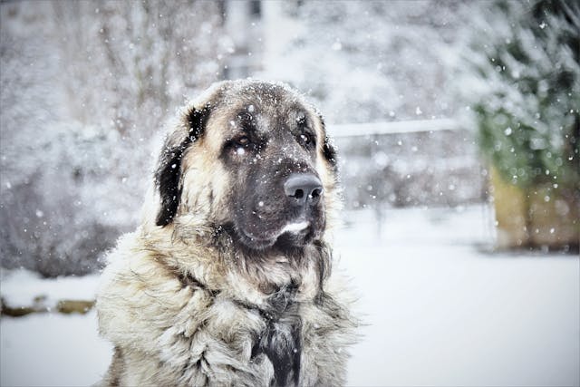 Meet the Majestic Black Kangal Dog: Origins & Care