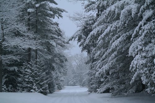 Fotos de stock gratuitas de arboles, bosque, carretera