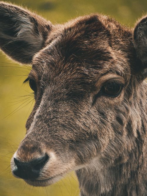 Free Detailed portrait of a deer in Villach, Austria, showcasing wildlife beauty. Stock Photo