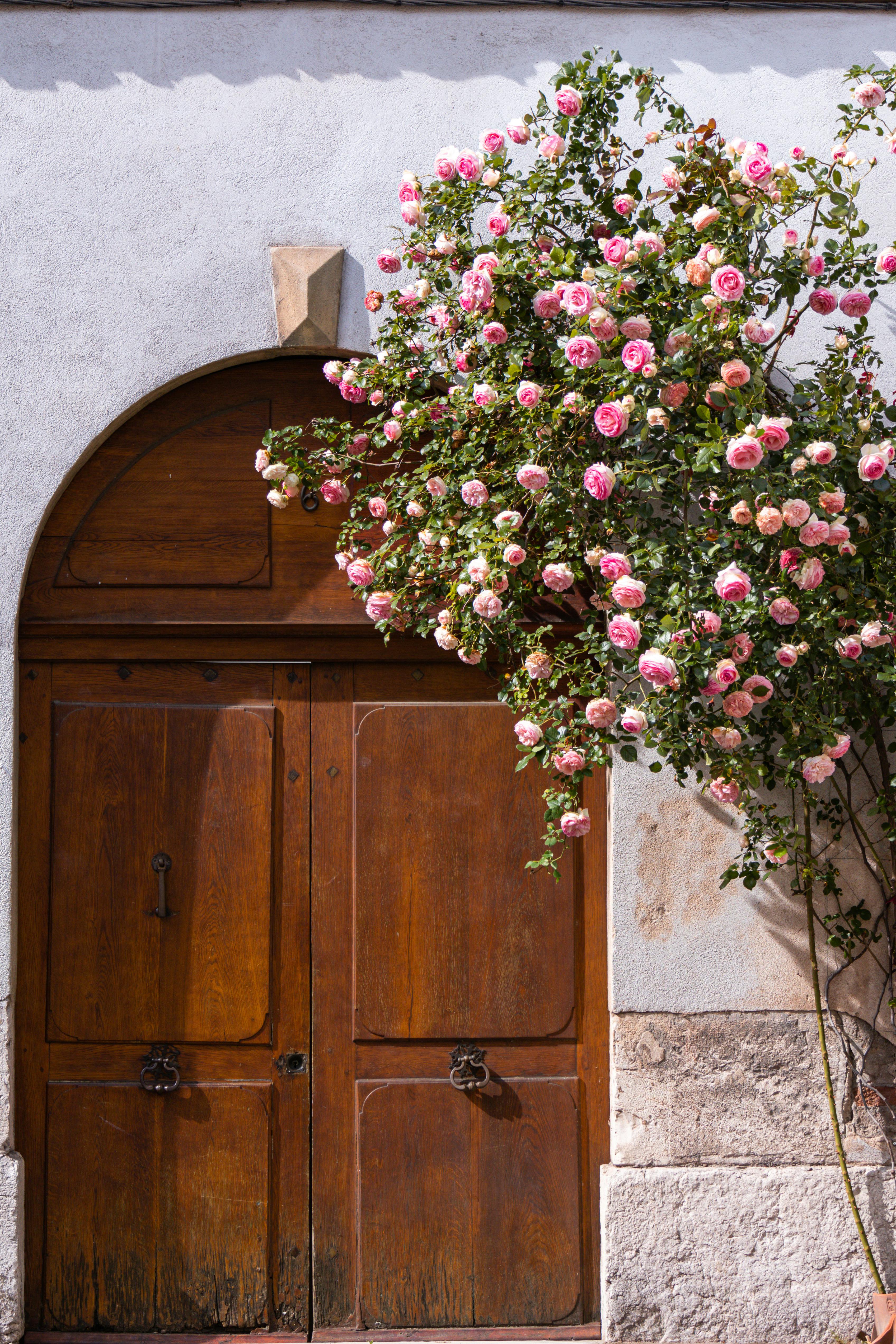 A rustic wooden door adorned with vibrant pink roses climbing a white wall, capturing vintage charm.