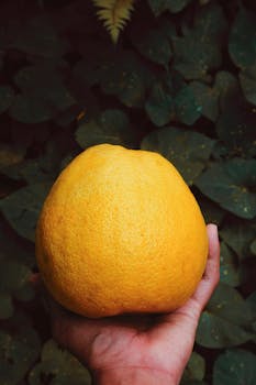 Hand holding a ripe, juicy pomelo against leafy background, symbolizing freshness and nature.