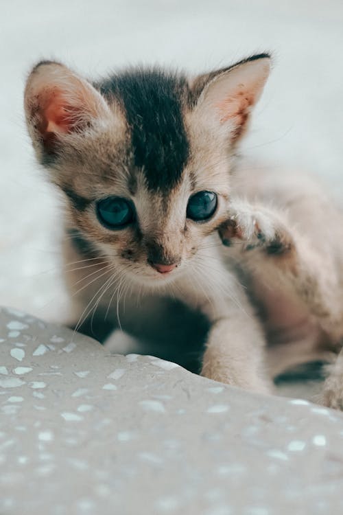 Close-up of a Domestic Kitten 