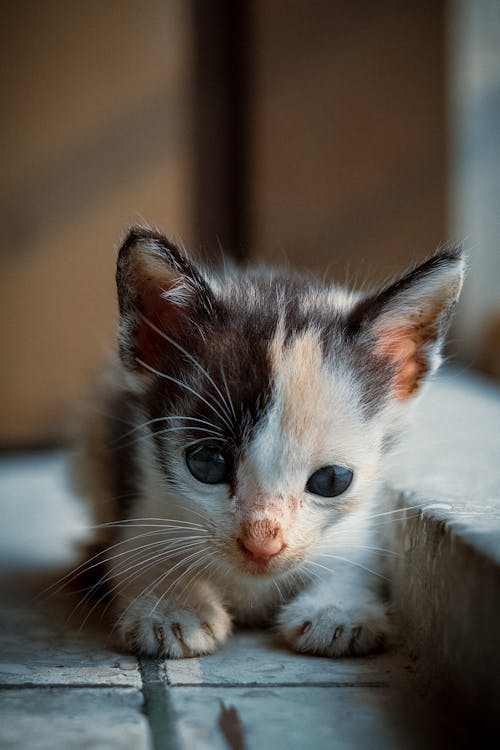 Close-up of a Kitten Lying on the Floor 
