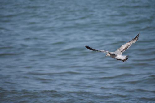 Free A seagull gracefully flying over the ocean's gentle waves on a bright day. Stock Photo
