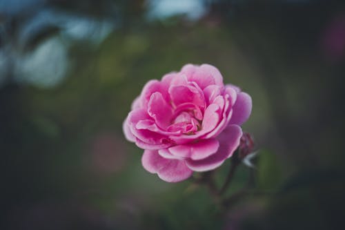 Close Up Shot of a Pink China Rose Flower 