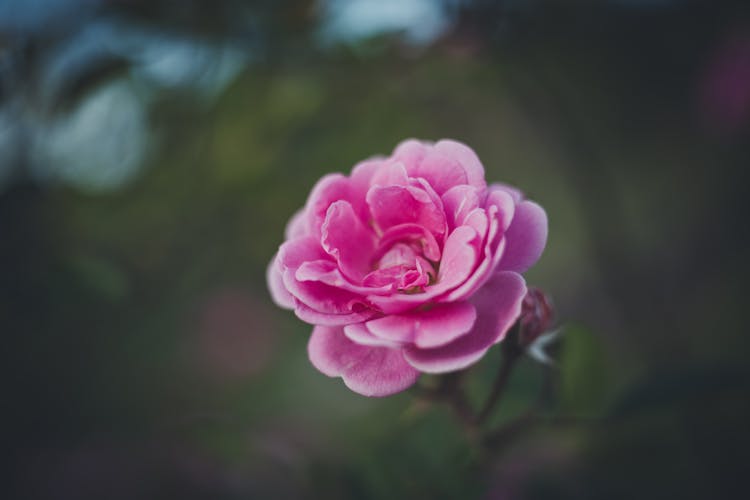 Close Up Shot Of A Pink China Rose Flower 